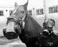 /album/masky-pre-kone/gas-mask-horse-jpg/